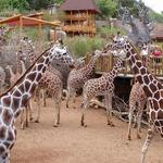 Cheyenne Mountain Zoo