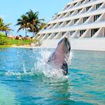Swim with Dolphins at Hyatt Ziva
