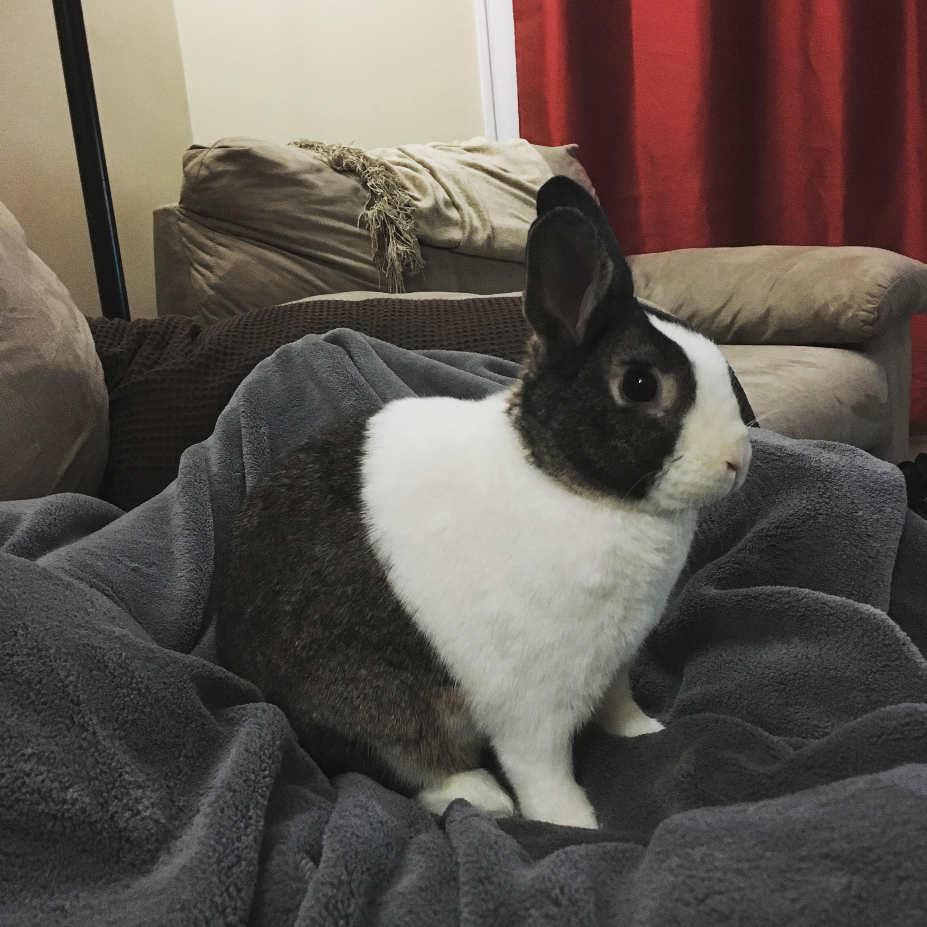 Our little fur baby.