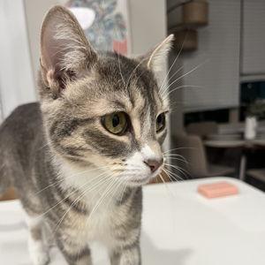 Felina's College Fund