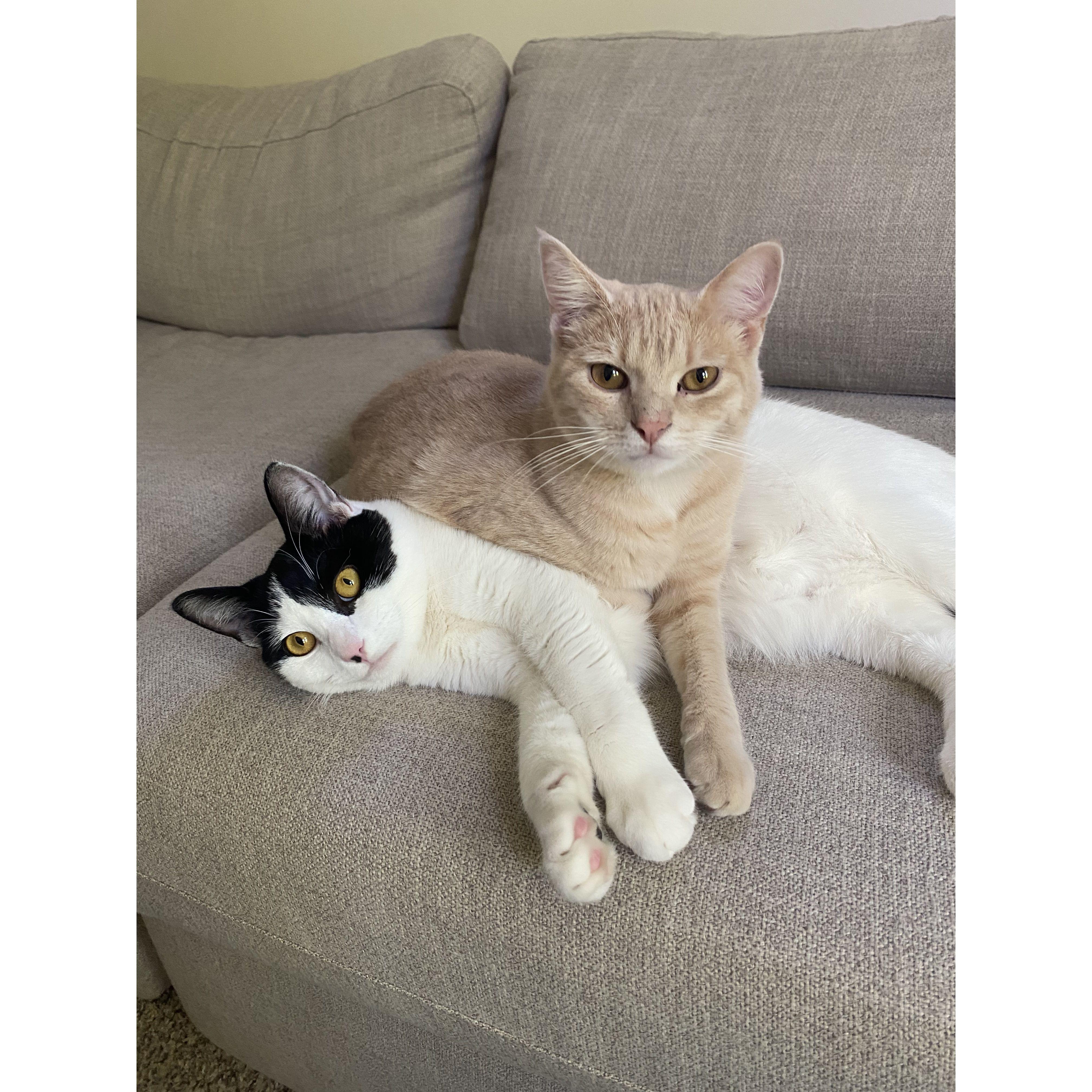 We couldn’t forget about the Kitties! Ramona is such a good sport and Theo loves his big sister!