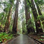 Muir Woods