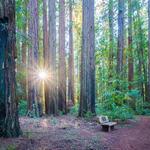 Hendy Woods State Park