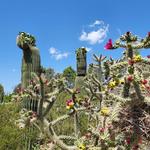 Tucson Botanical Gardens
