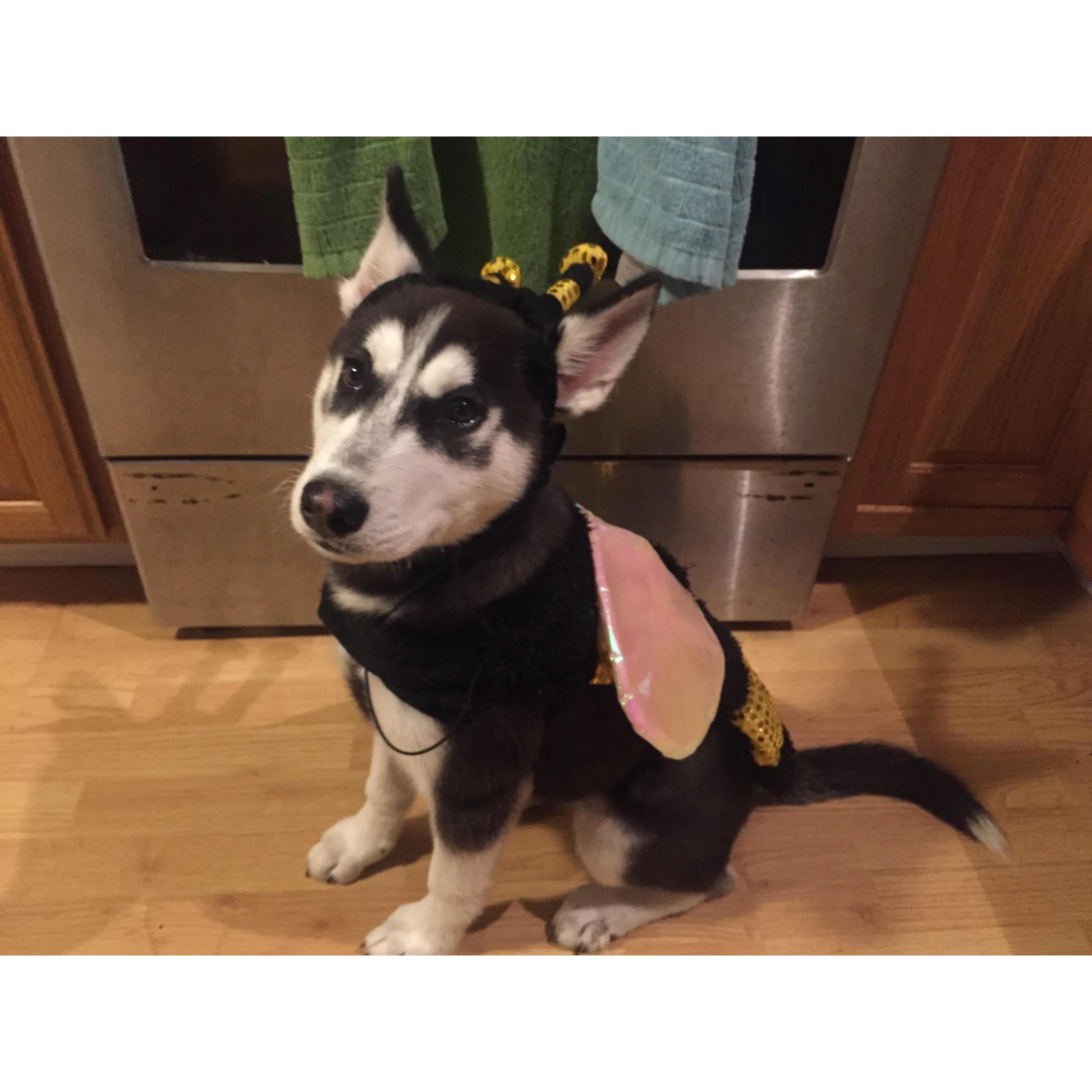 Scipio's first halloween