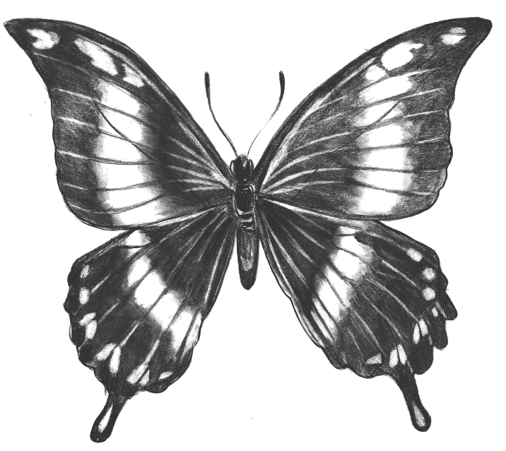butterfly