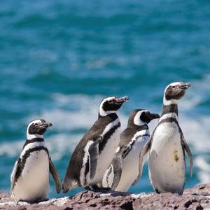 Boat Excursion to the Magdalena Island Penguin Colony