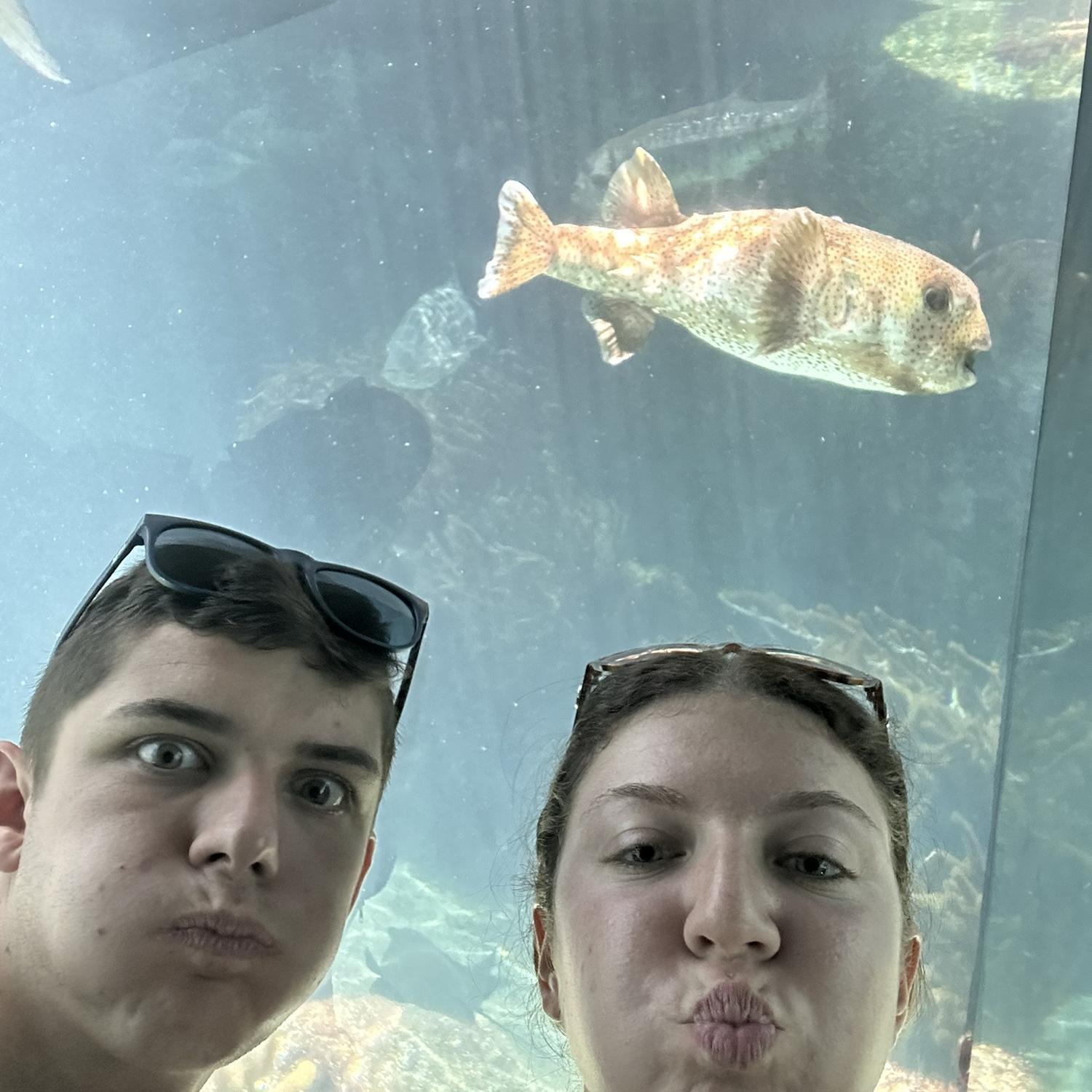 Checking out an Aquarium