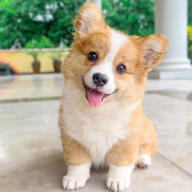 Corgi Puppy Fund