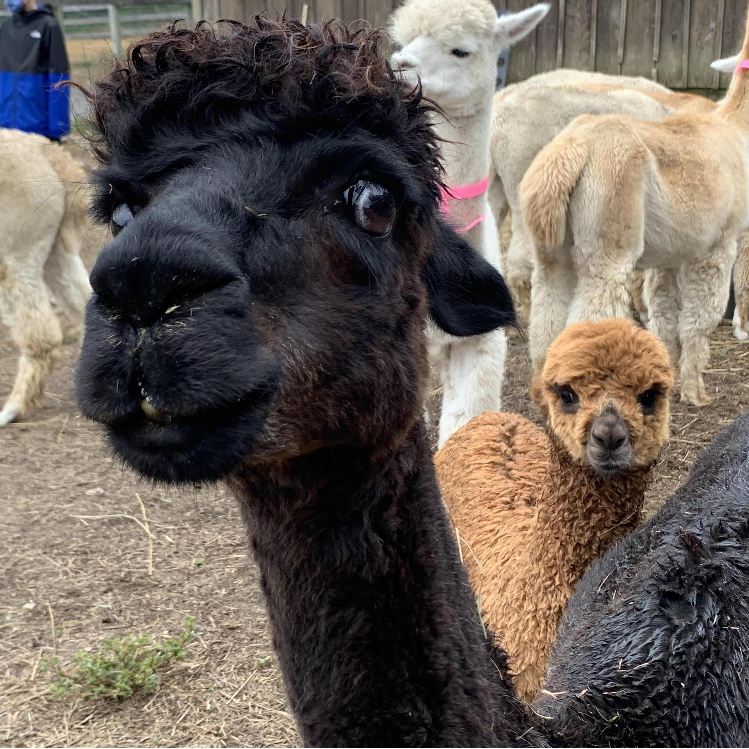 Stumbling across this farm in Pennsylvania during National Alpaca Days :)  (September 2020)