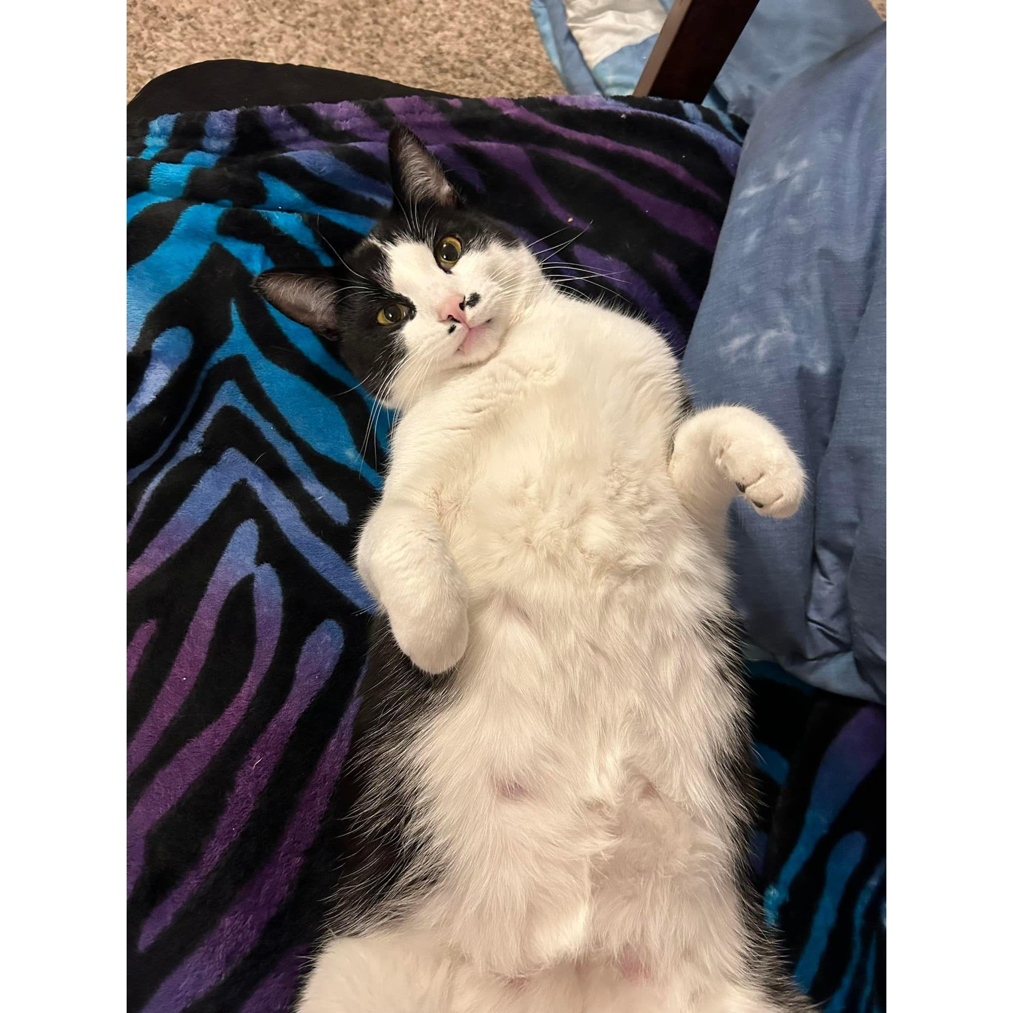 Our chubby boy, Nova