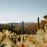 Serre Vineyards