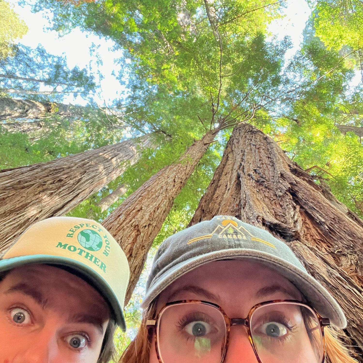 California Redwoods!