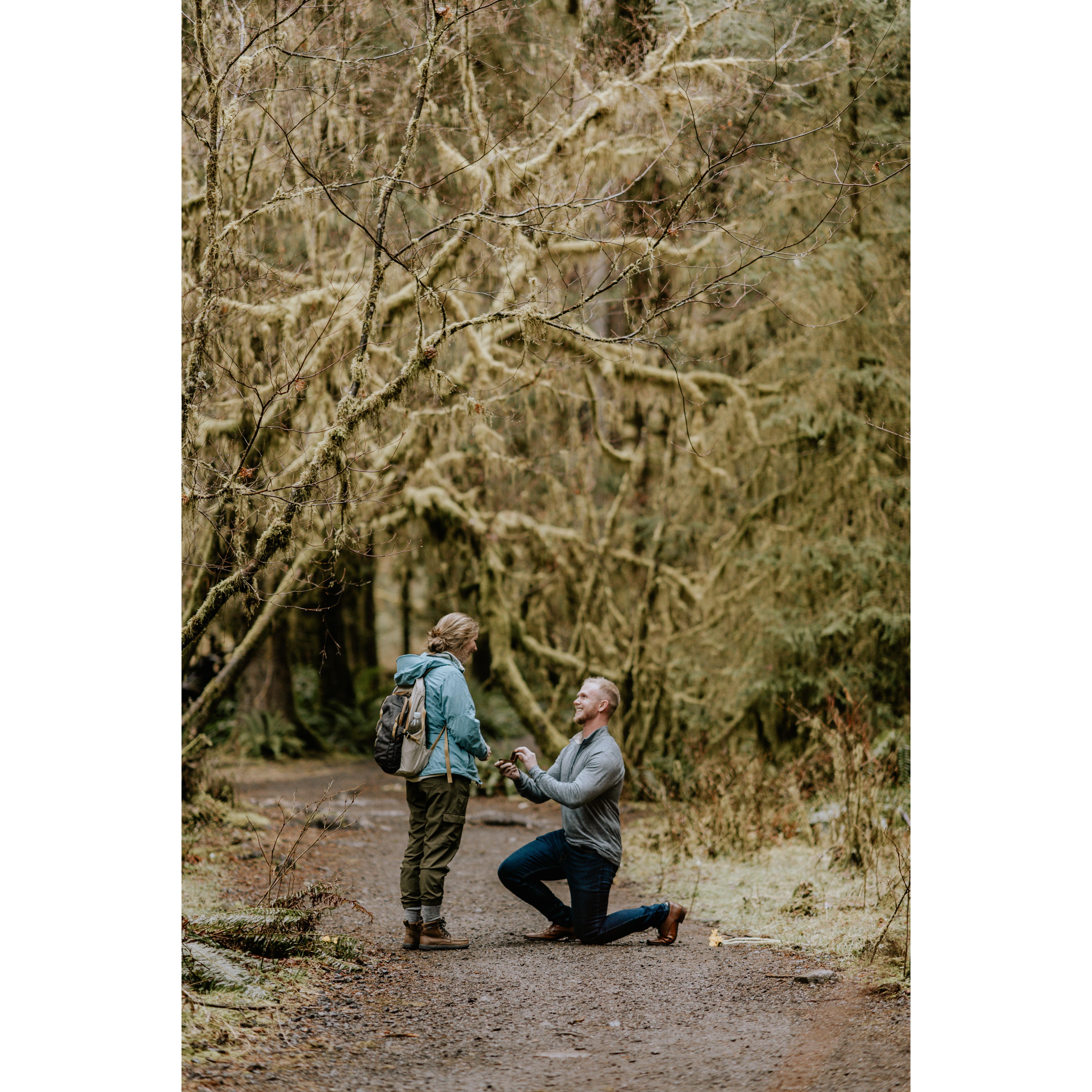 Proposed in the Hoh Rainforest in Olympic National Park