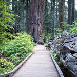 Calaveras Big Trees State Park