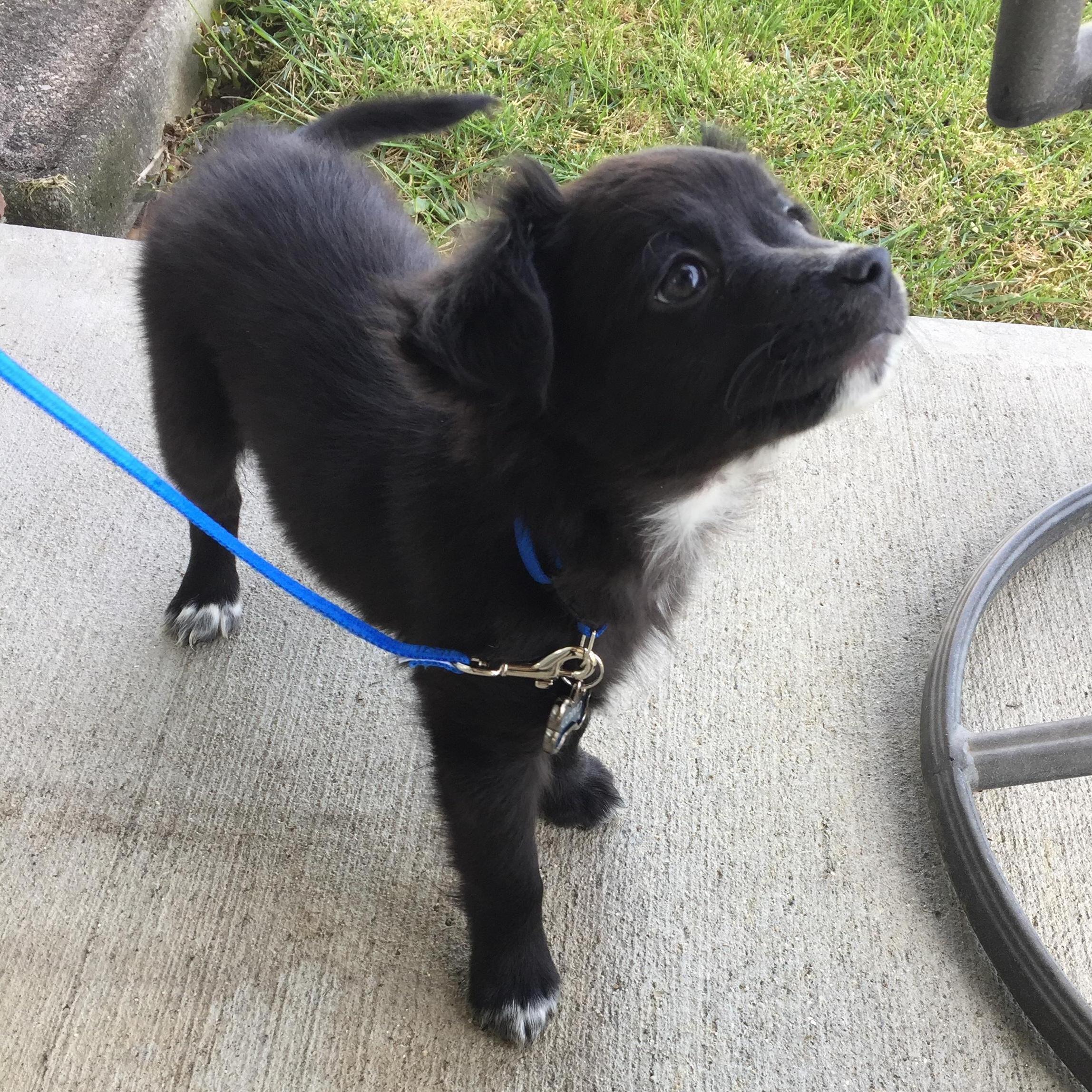 By November 2017, we had the newest and furriest member of our family- Corvo.