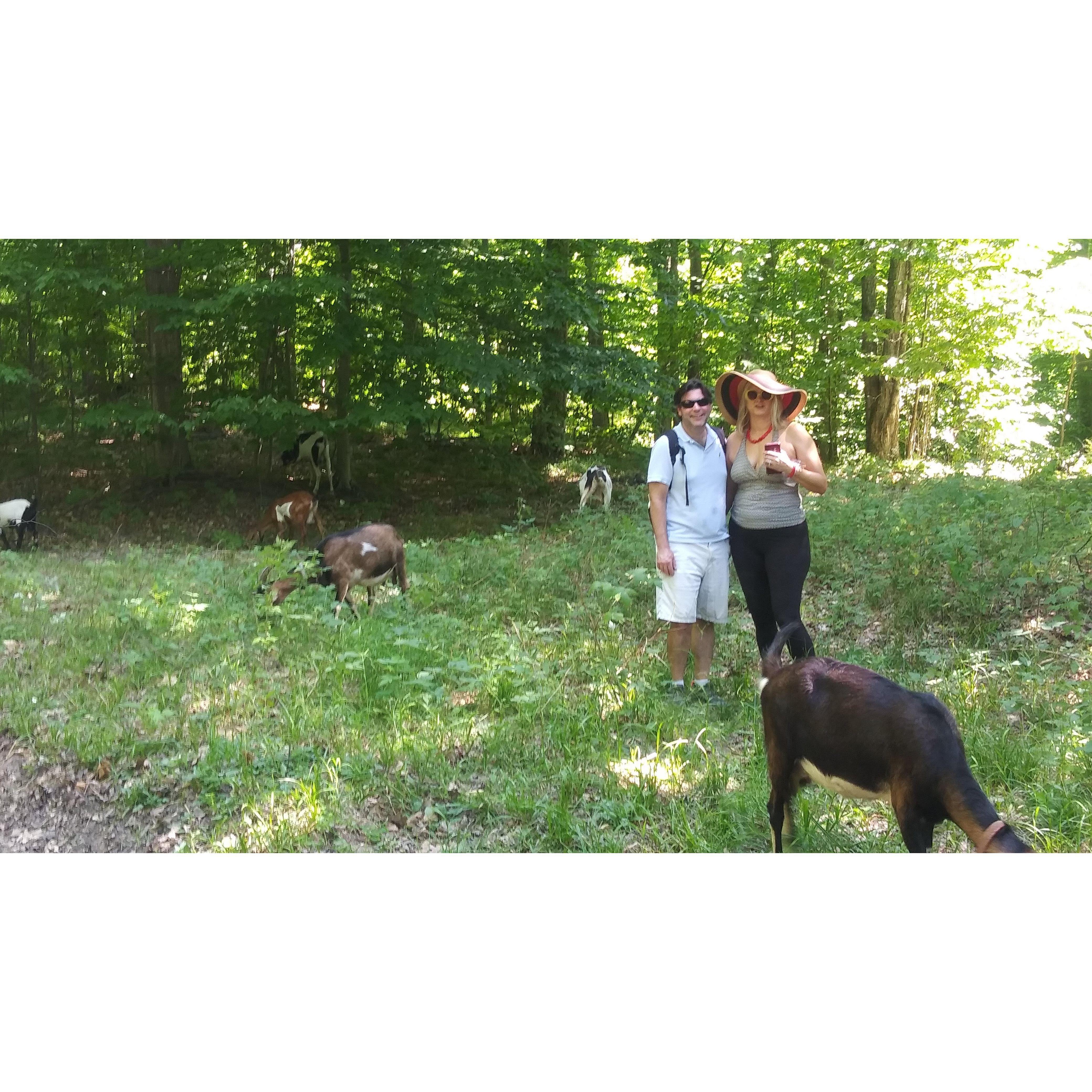 Goat Walk