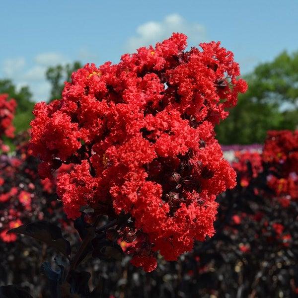 Black Diamond® Crape Myrtle - Best Red™ Lagerstroemia indica