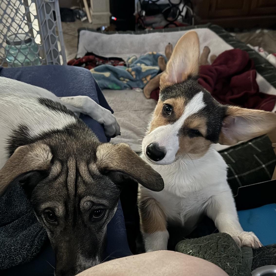 Luna and Loki
