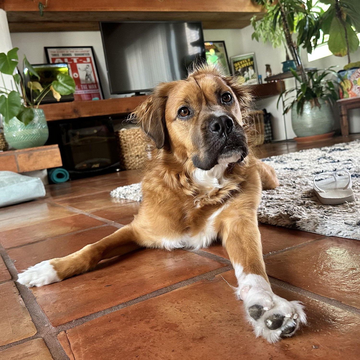 Our fur baby, Giano (like parmigiano reggiano)