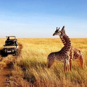 Our Serengeti Trip