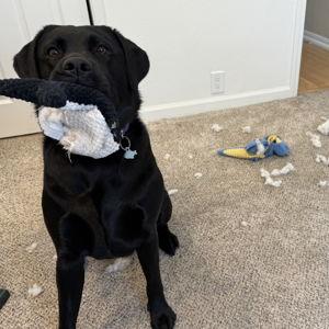 Bella's Toy Fund