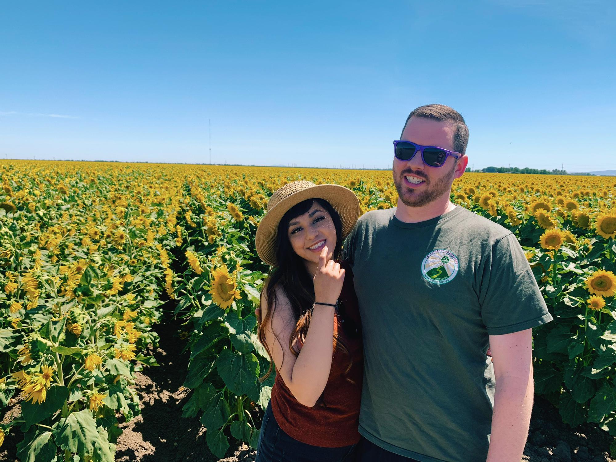 Sunflower blooms 2020
