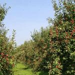 Golden Harvest Farms