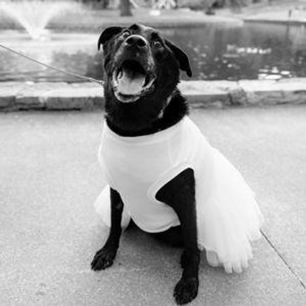 Dog Fund