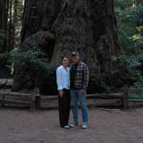 Henry Cowell Redwoods State Park