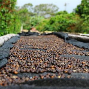 Rainforest Coffee Tour in Panama
