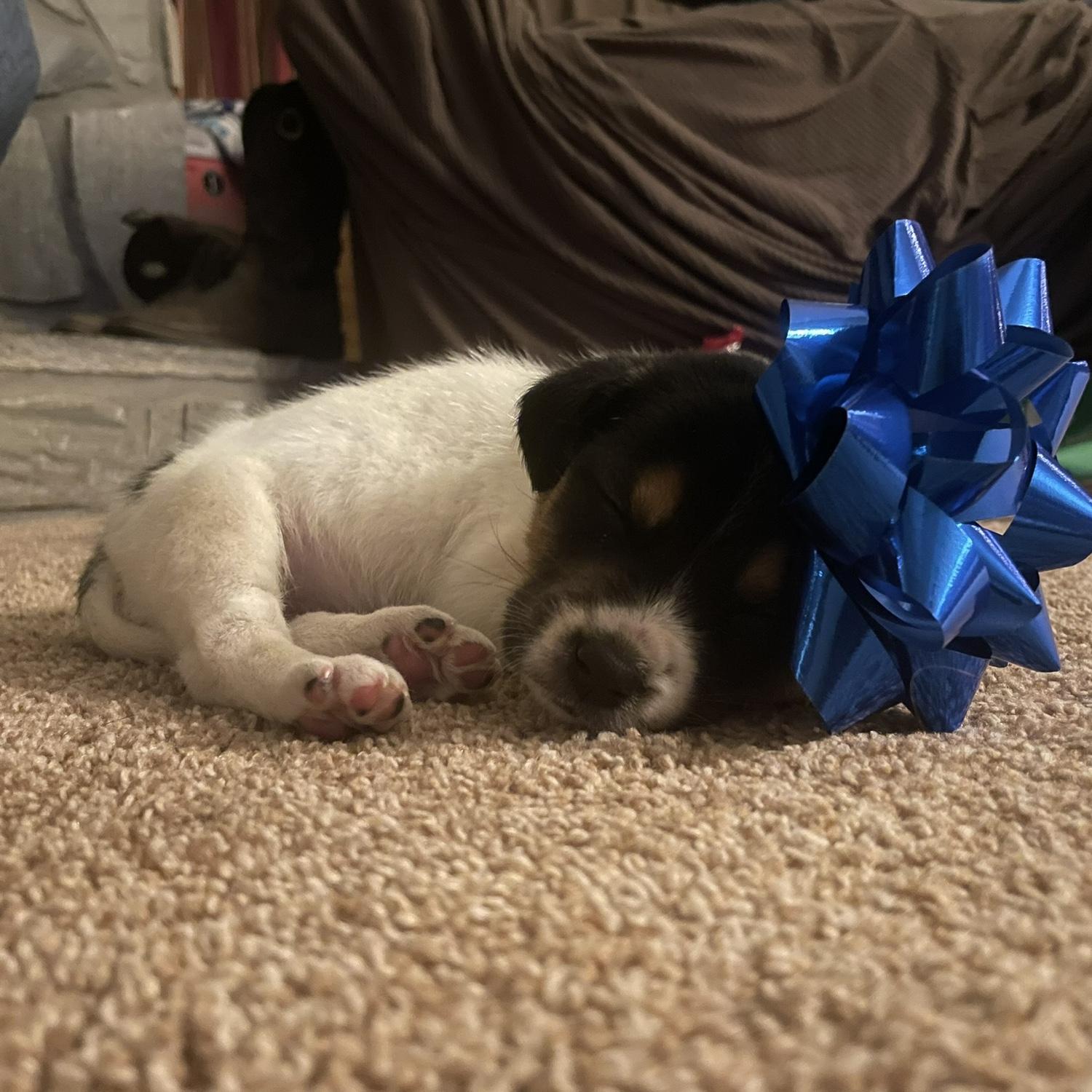 Our little crazy dog