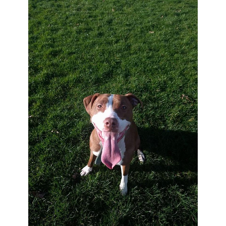 The love of our lives.  Kaylee is the first dog either of us owned as an adult.