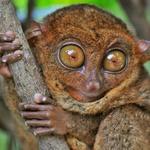 See the Tarsier Primates