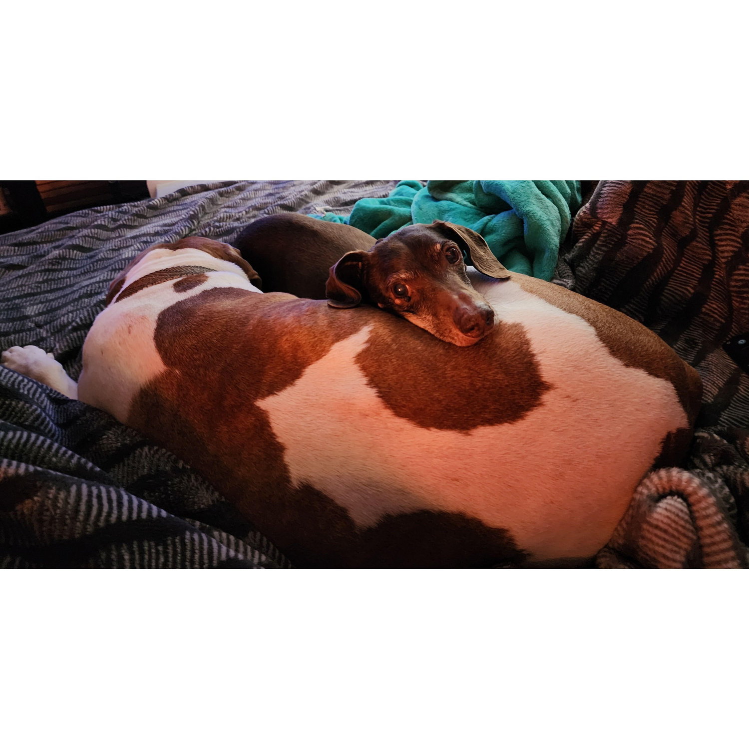 Rerun and Sammy snuggling