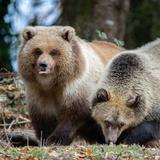 Woodland Park Zoo