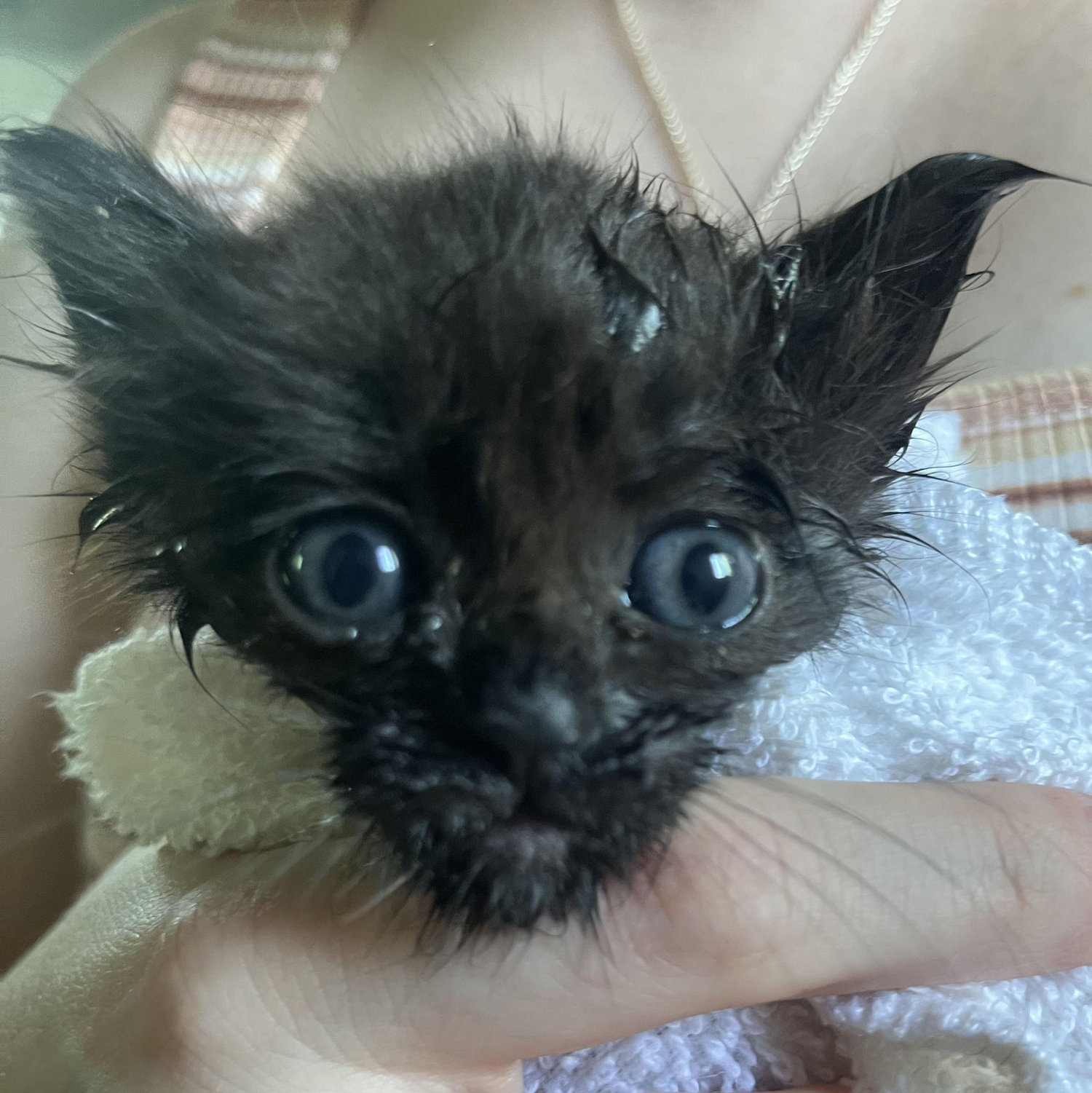 Cricket's first bath!