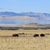 Antelope Island State Park