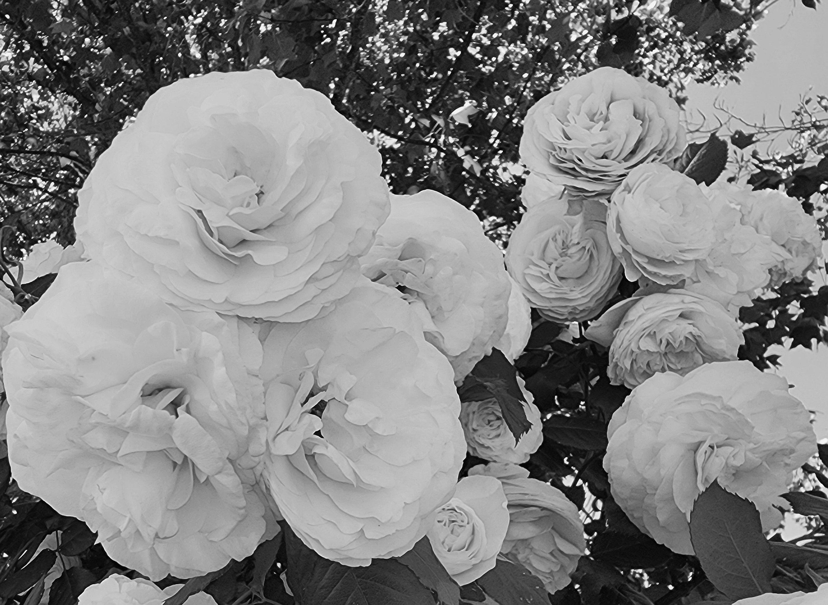 The Wedding Website of Robert Gralton and Emily Scammell