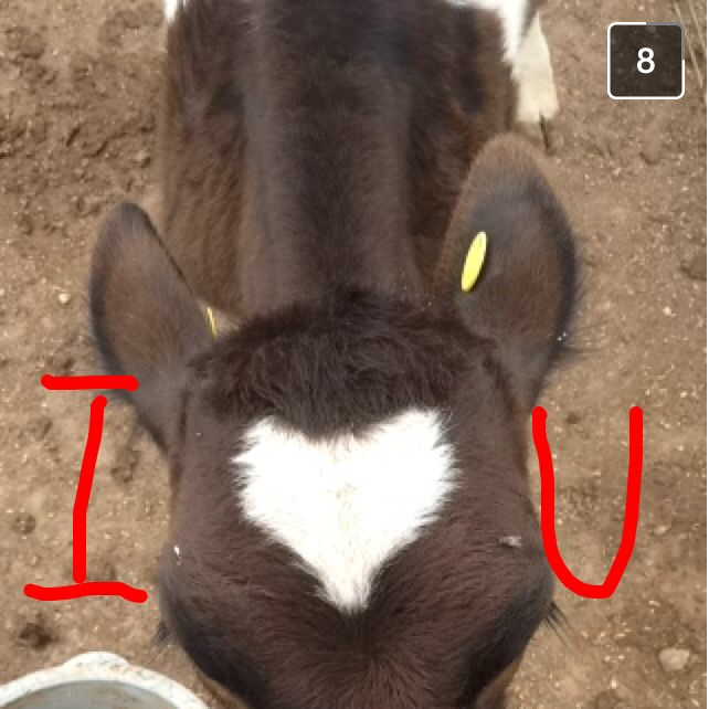 Trent sent this to me from working at the dairy. He knows my love for animals.