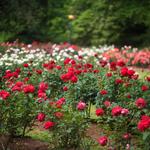 Raleigh Municipal Rose Garden