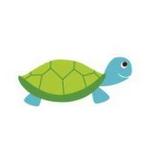 Baby Sea Turtle Release