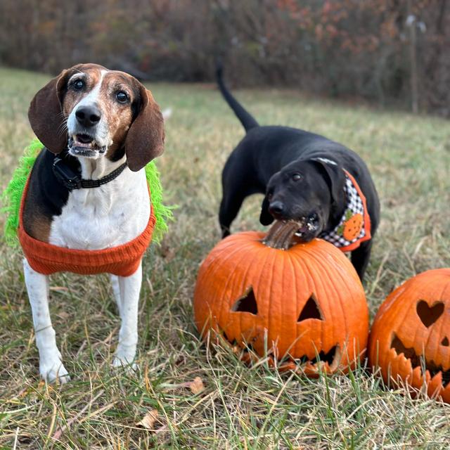 Treats for the stinkies 🦴