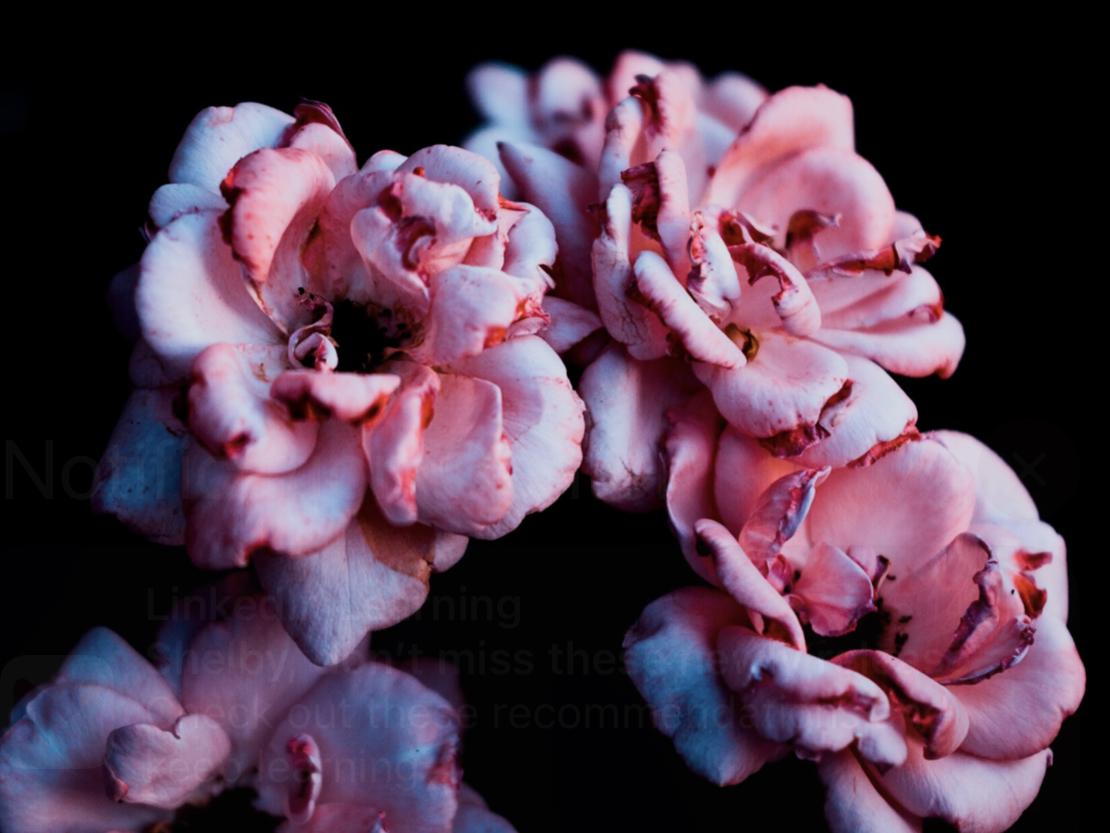 The Wedding Website of Shelby Sheldon and Austin Garrett