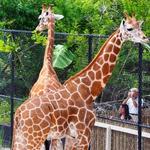 Caribbean Gardens, a.k.a. Naples Zoo
