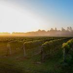 Croteaux Vineyards