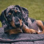 Our dachshund puppy fund