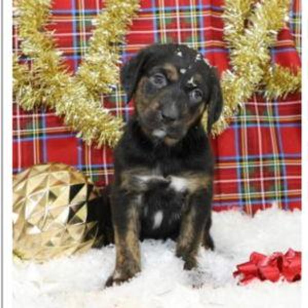 Donation to Wright-Way Animal Rescue