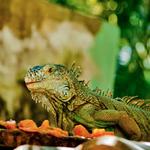 Go check out Omars Jewelry under the Iguana Tree