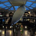 American Museum of Natural History